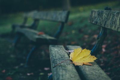 Close-up of wilted leaf on bench