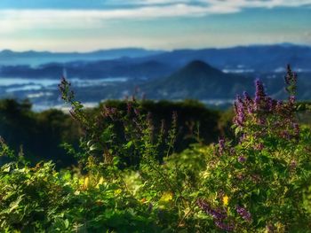 Close-up of purple flowering plants on field