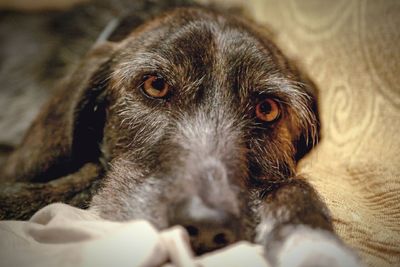 Close-up portrait of dog lying on bed