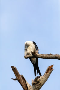 White and grey male swallow-tailed kite elanoides forficatus perches on a dead tree in naples