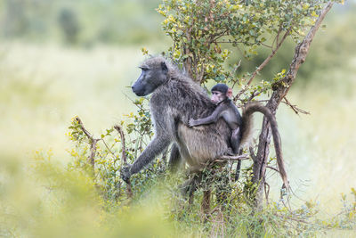 Monkey sitting on tree branch
