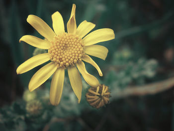 Close-up of yellow flower