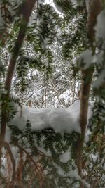 Close-up of tree branches