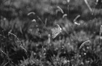 Close-up of wet plant on field