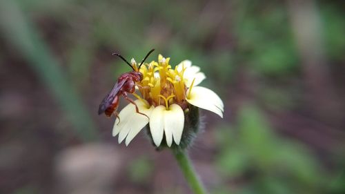 Close-up of insect on flower
