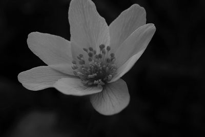 Close-up of flowering plant against black background