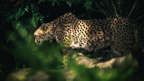 Side view of cheetah in the forest