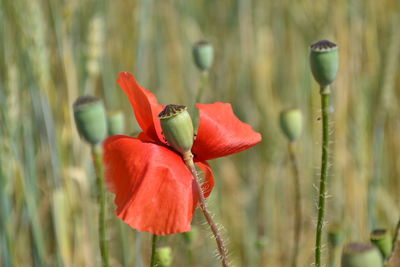 Close-up of red flower