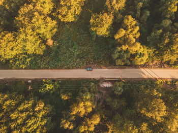 High angle view of yellow trees on landscape