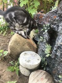 Cat relaxing on rock