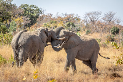 Elephant in a field