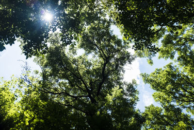 Low angle view of tree