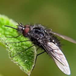 Close-up of fly on leaf