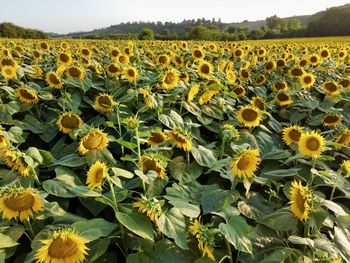 Close-up of yellow flowering plants on field against sky