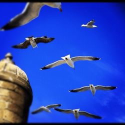 flying