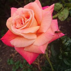 Close-up of pink rose blooming outdoors