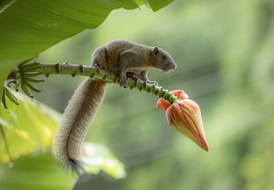 Close-up of grasshopper on flower