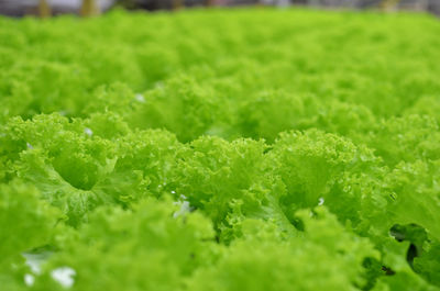 Full frame shot of fresh green leaf