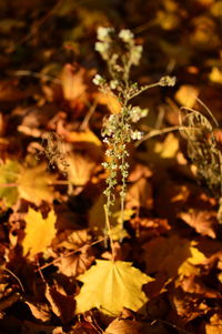 Close-up of yellow flowering plant