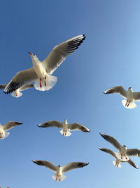 Seagulls fly in the sky