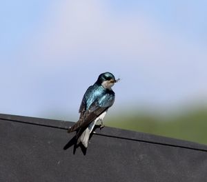 Low angle view of bird perching on wood against clear sky