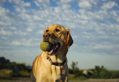 Labrador retriever carrying ball against sky