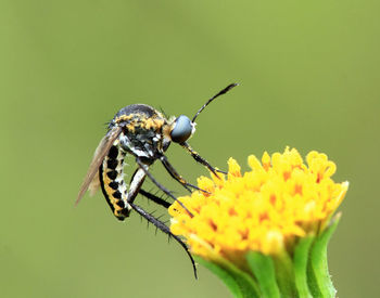 Close-up of butterfly pollinating on flower