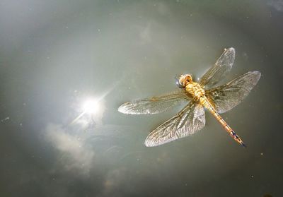 High angle view of insect floating on water