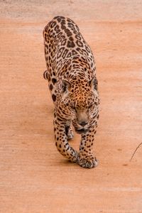 Close-up of a jaguar