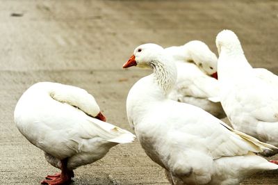 Close-up of geese