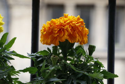 Close-up of yellow flower