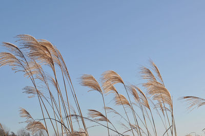 Low angle view of grass against clear sky