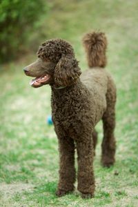 Brown poodle dog standing on grassy field