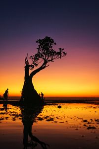 Silhouette tree on beach against sky during sunset