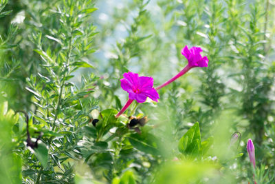 Close-up of flower blooming outdoors