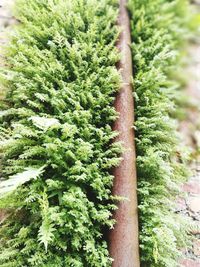 Close-up of plants