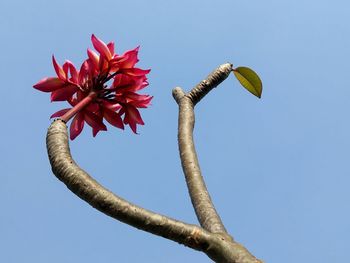 Low angle view of red flowering plant against clear blue sky