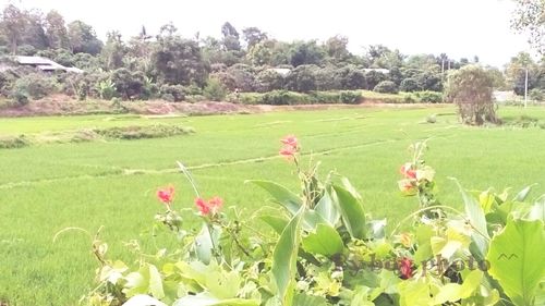 Close-up of flowers in field