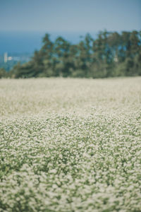 Close-up of grass