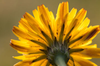 Close-up of yellow flower