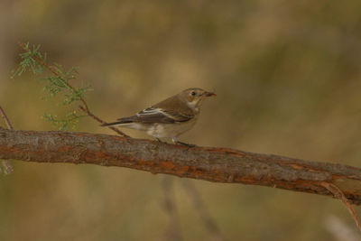 Close-up of bird perching on branch