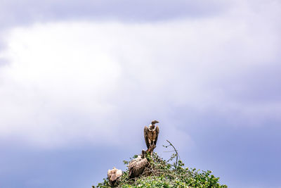 Low angle view of bird perching on tree against sky