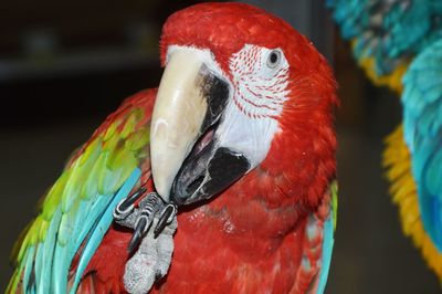 Close-up of parrot