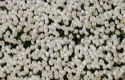 Full frame shot of white flowering plants