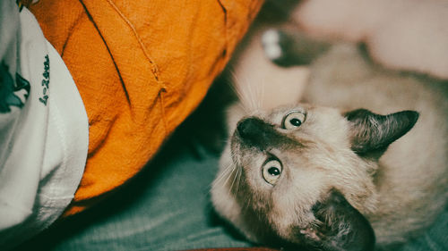 Close-up portrait of a cat