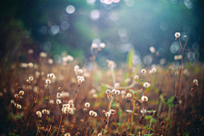 Plants growing on field