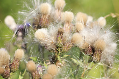 Close-up of flowering plant