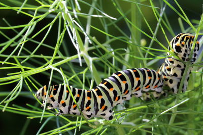 Close-up of swallowtail caterpillars on fennel leaves