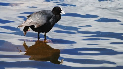 Coot in lake