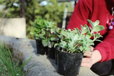 Close-up of hand holding plant